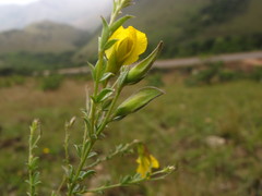 Pearsonia aristata