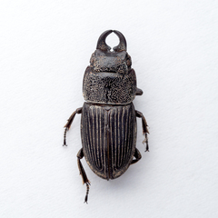 Aegus chelifer nitidus