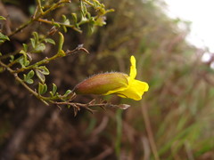 Pearsonia aristata