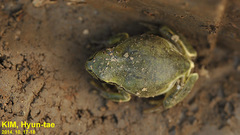 Hyla suweonensis