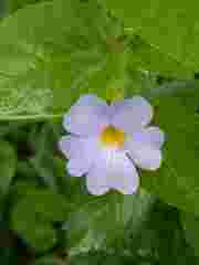 Thunbergia natalensis