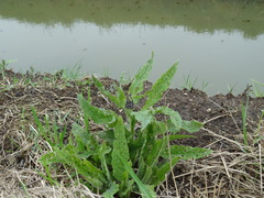 Symphytum officinale