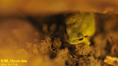 Hyla suweonensis