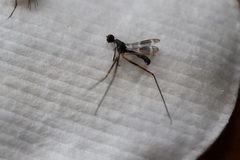 Metopochetus aequalis