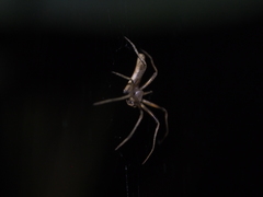 Cyphalonotus