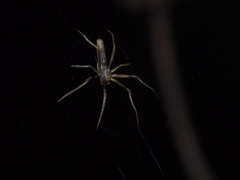 Cyphalonotus