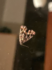 Homophoberia apicosa