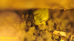 Hyla suweonensis