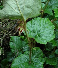 Rubus tricolor