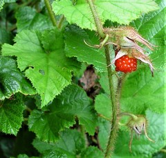 Rubus tricolor