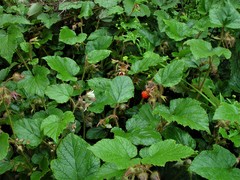 Rubus tricolor