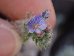 Echium italicum