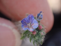 Echium italicum
