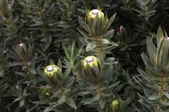 Protea coronata