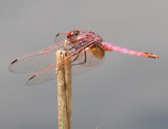 Trithemis annulata annulata