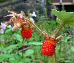 Rubus tricolor