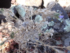 Echium italicum