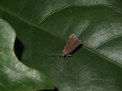 Torodora gemella