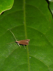 Torodora gemella