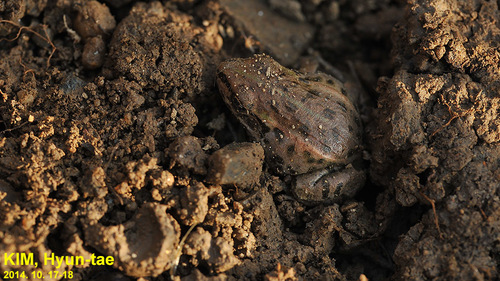 Pelophylax nigromaculatus