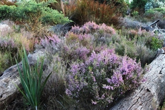Erica hirtiflora hirtiflora