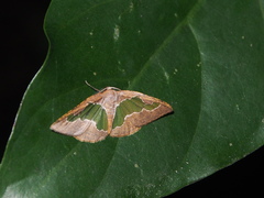 Celenna festivaria