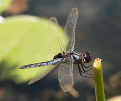Urothemis edwardsii