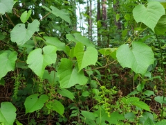 Vitis cinerea baileyana