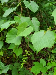 Vitis cinerea baileyana