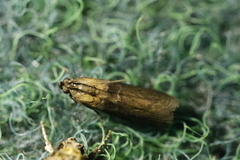 Sciota fumella
