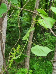 Vitis cinerea baileyana