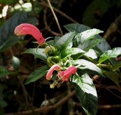 Centropogon cornutus