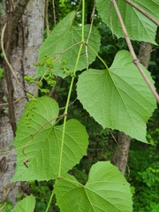 Vitis cinerea baileyana
