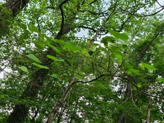 Vitis cinerea baileyana