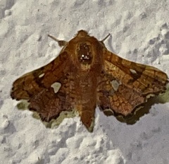 Dysodia granulata