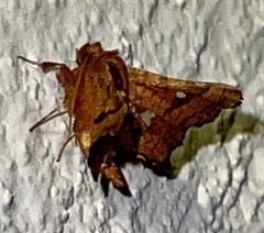 Dysodia granulata