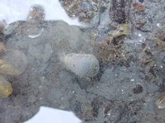 Anthopleura artemisia