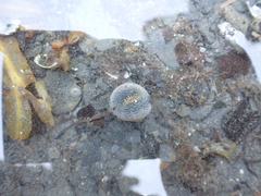 Anthopleura artemisia