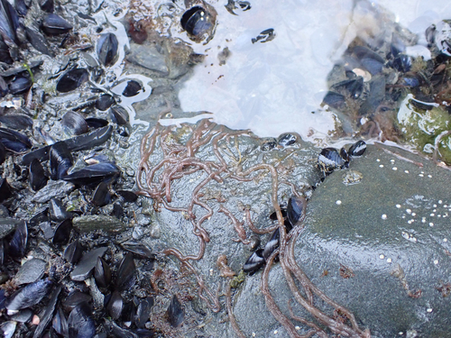 Image of Nemalion elminthoides by (c) Matt Muir, some rights reserved (CC BY)