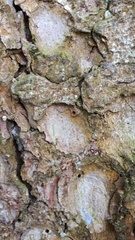 Microbregma emarginatum