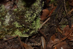 Chaenotheca furfuracea