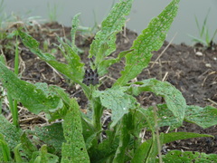 Symphytum officinale