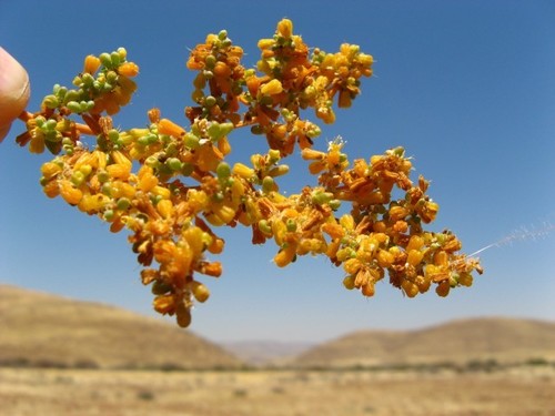 Tetraena simplex image