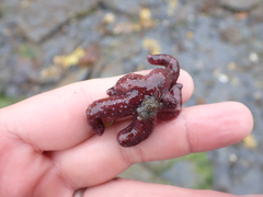 Evasterias troschelii