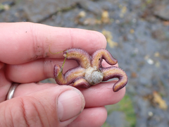 Evasterias troschelii