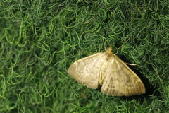 Anania fuscalis