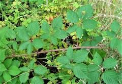 Rubus incurvatiformis