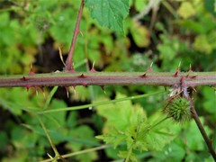 Rubus incurvatiformis