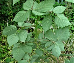Rubus incurvatiformis