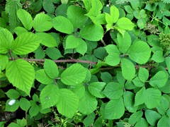Rubus subtercanens
